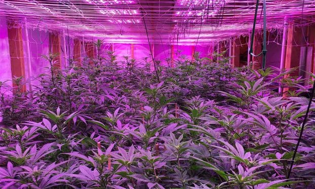 Mistakes to avoid when growing marijuana