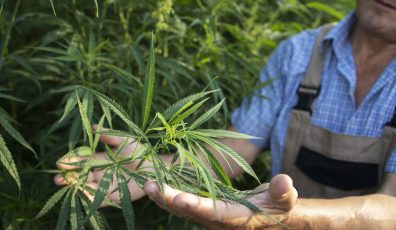 Growing cannabis or hemp plants for alternative medicine.