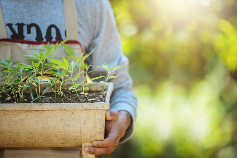 New York Approves First Round of Cultivator Licenses