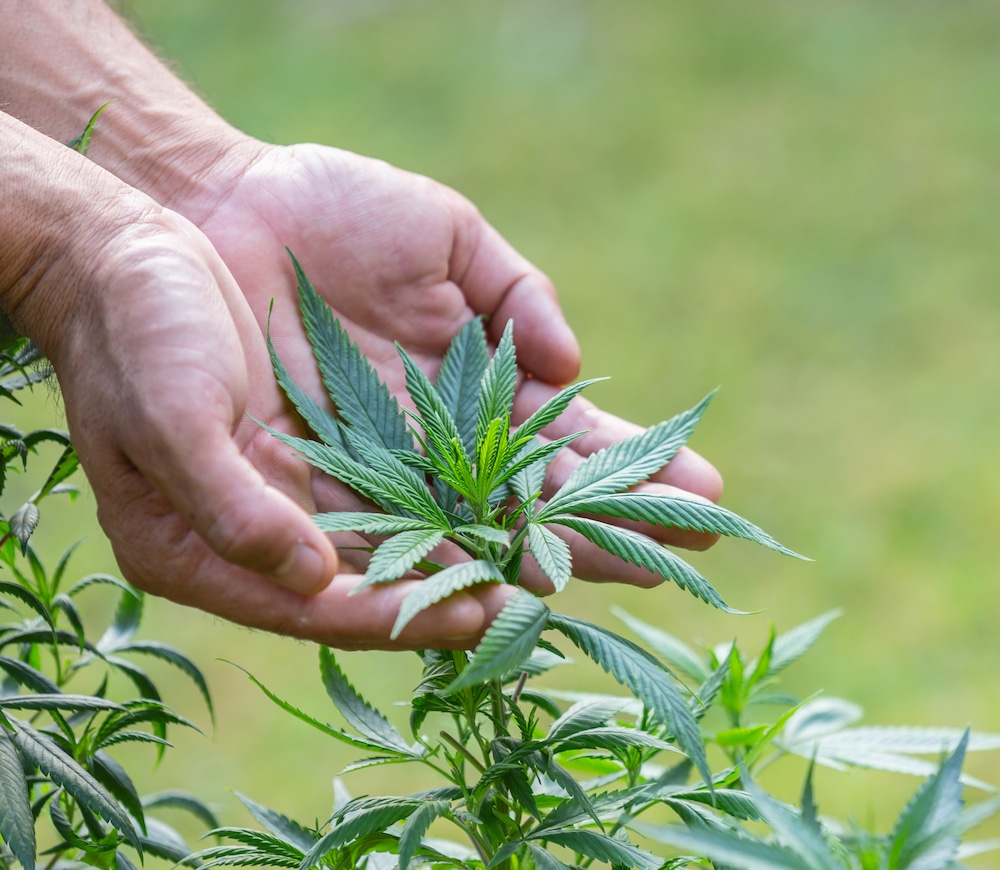 5 Surprising Uses for Industrial Hemp