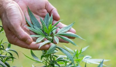 workers’ compensation for cannabis