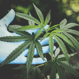 missouri vs illinois cannabis industry