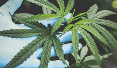 missouri vs illinois cannabis industry