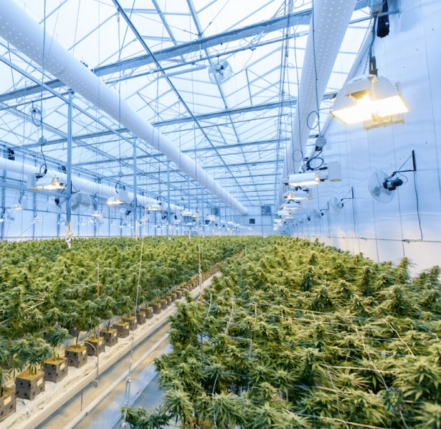 AlphaRoot Insurance Best Practices For Cannabis Businesses