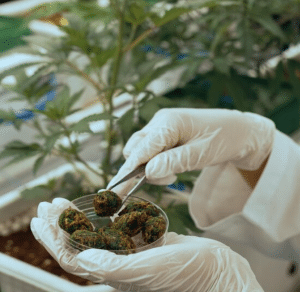 How to Get a Cannabis License in Washington DC