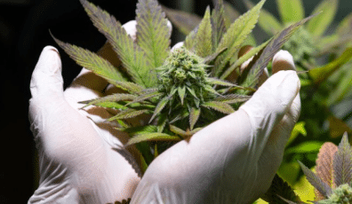 Cannabis License in Virginia