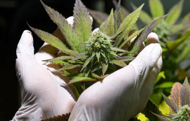 Cannabis License in Virginia