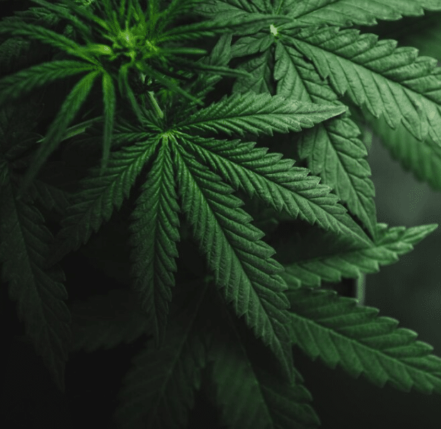 How to Open a Dispensary in Vermont