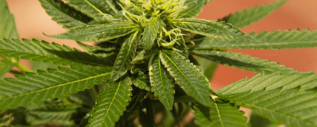 Insurance Case Studies | AlphaRoot