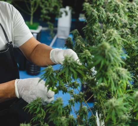 A guy harvesting cannabis