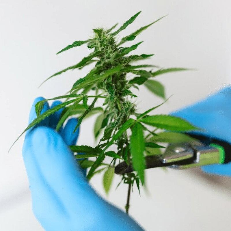 Cannabis Extraction Insurance