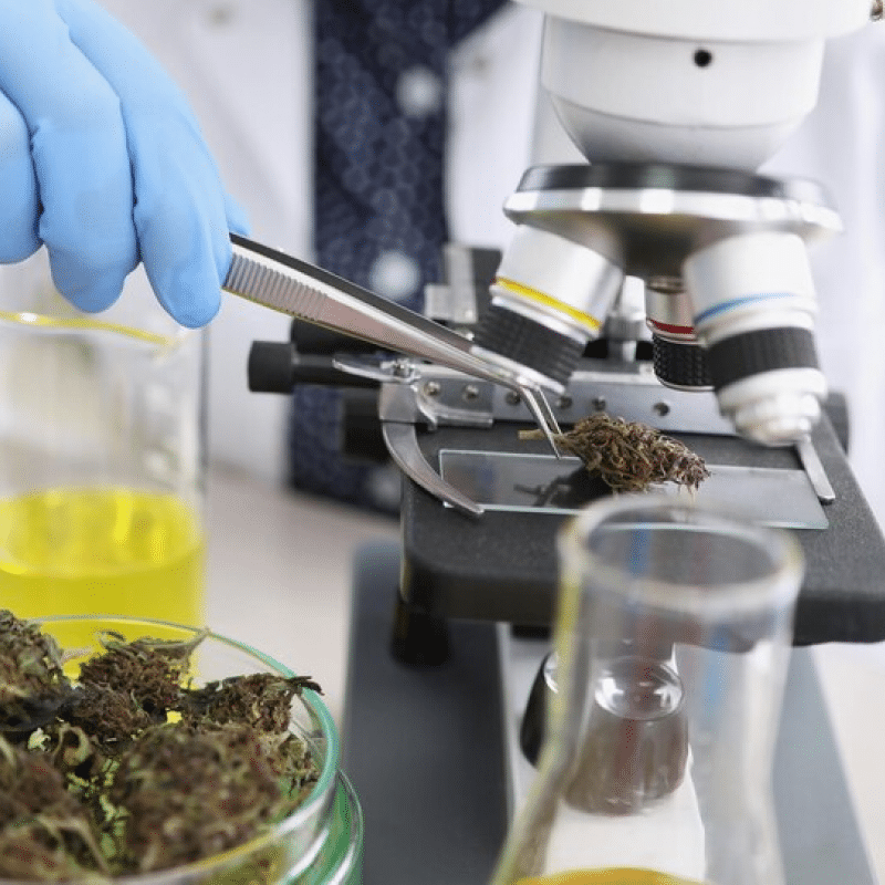 Cannabis laboratory insurance