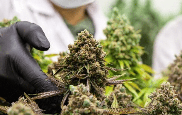 Crop Insurance for Cannabis Cultivators