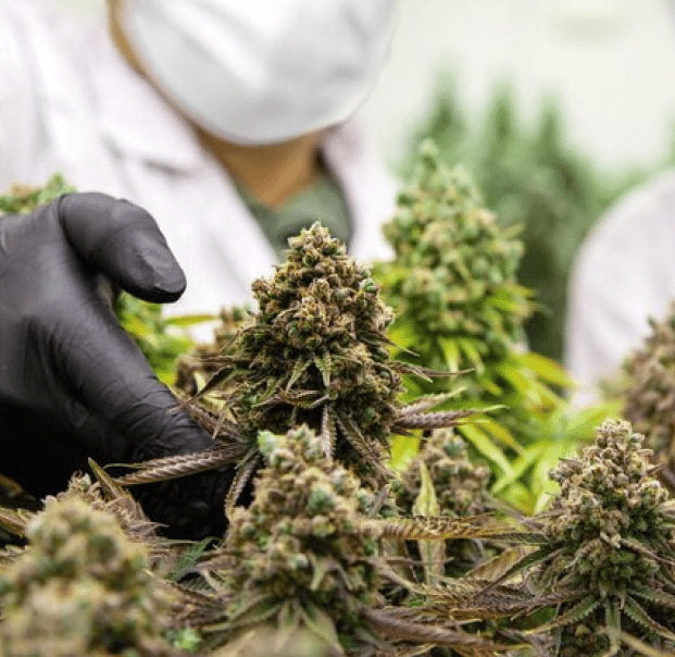 Crop Insurance for Cannabis Cultivators