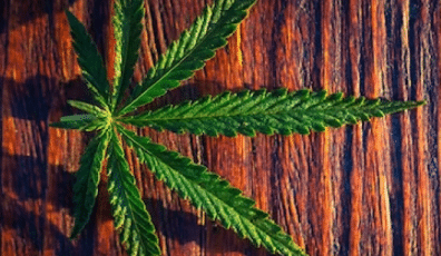 Demystifying Cannabis Terminology