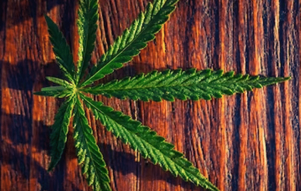 Demystifying Cannabis Terminology