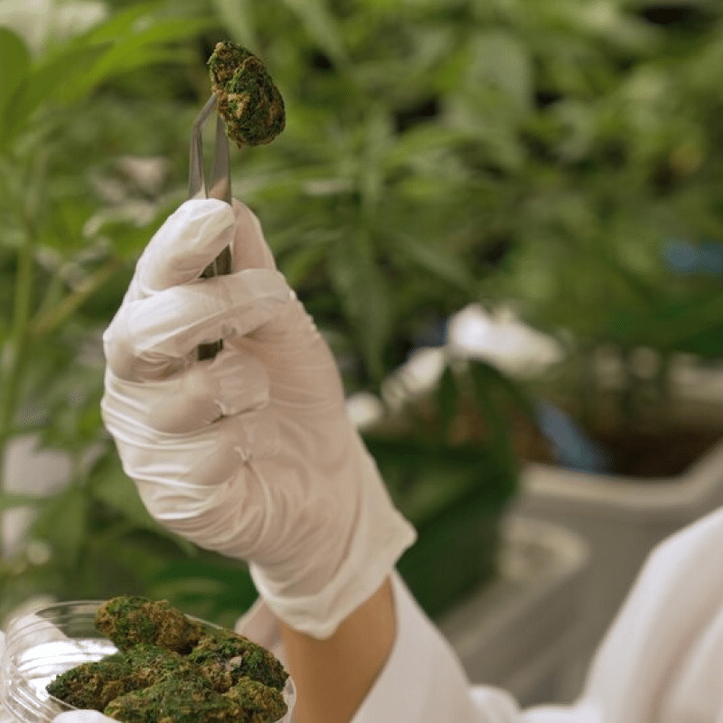 How to Open a Dispensary in Michigan