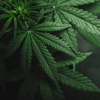 Top Cannabis Trends 2023