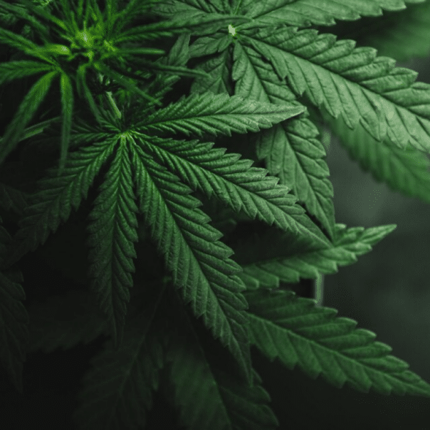 Top Cannabis Trends 2023