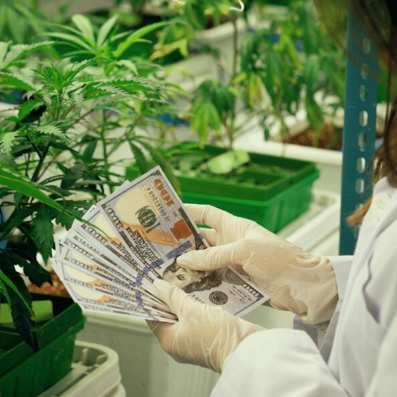 Cannabis Industry Growth: Tailoring Insurance for Scalability