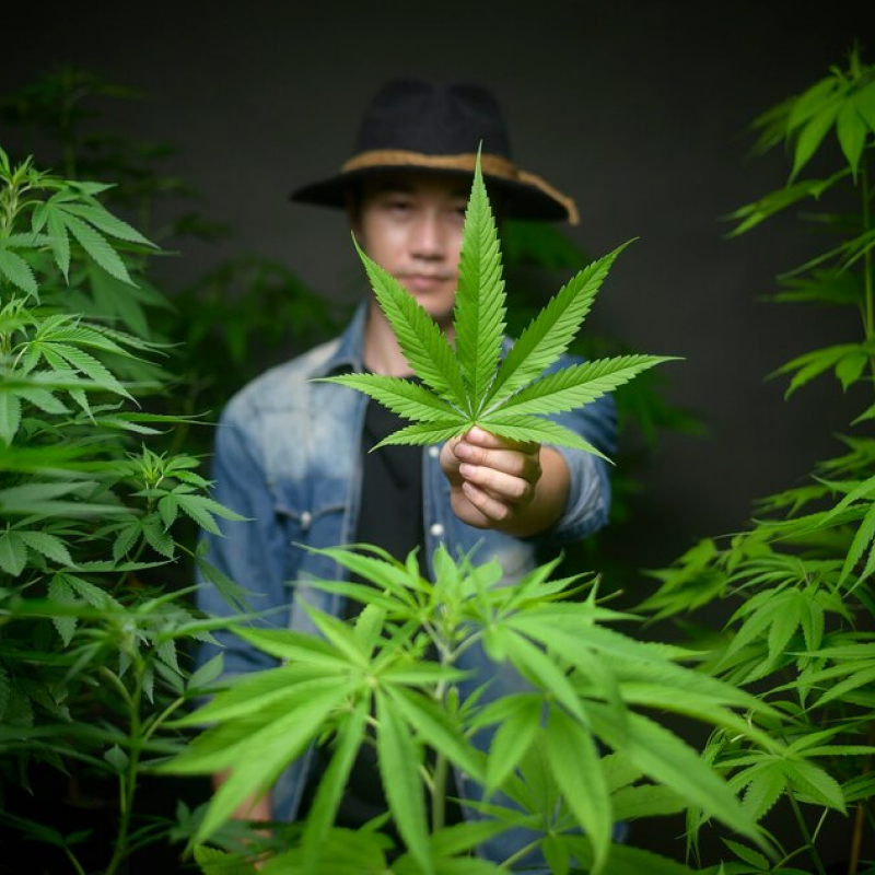 The 10 Largest Cannabis Companies in 2025