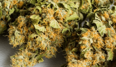 Top Cannabis Venture Capital Firms