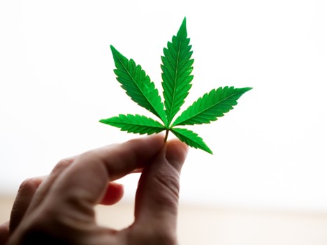 Risk Management in the Cannabis Industry