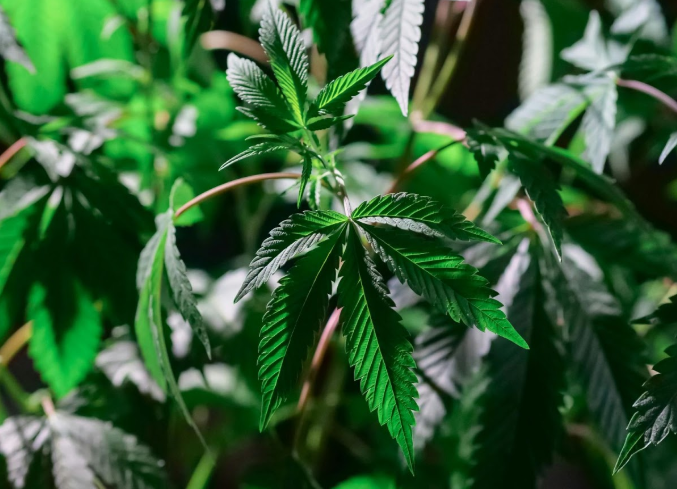 Comprehensive Guide to Cannabis Insurance Safeguarding Your Business