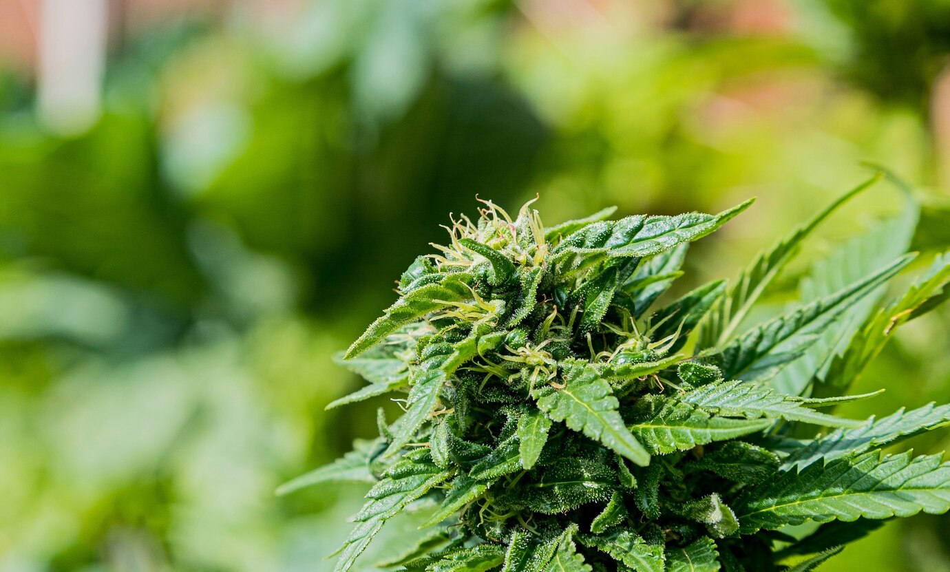 How solar subsidies can curb cannabis growth energy demands