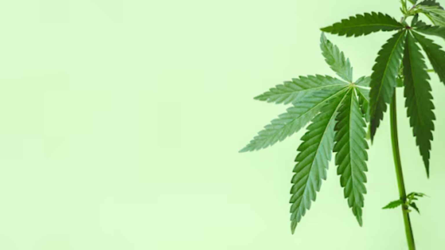 Protect Your Green: The All-Inclusive Guide for Critical Cannabis Insurance for Your Business