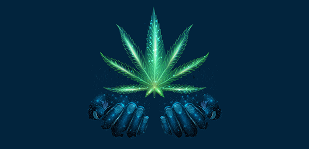 The impact of cannabis legalisation on the startup ecosystem
