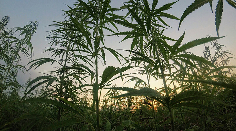 Understanding the Importance of Crop Insurance for Cannabis Cultivators
