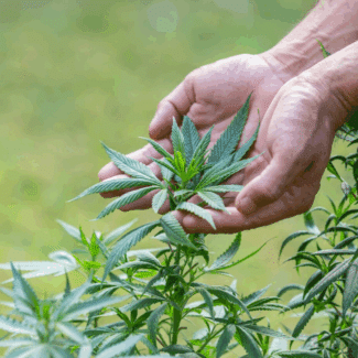 Hemp industry challenges