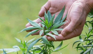 Hemp industry challenges