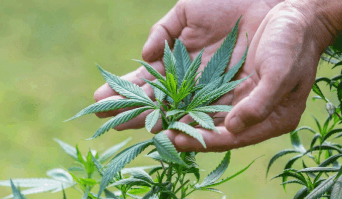 Hemp industry challenges