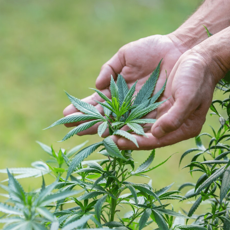 Overcoming the Hurdles: Challenges and Opportunities in the Industrial Hemp Industry