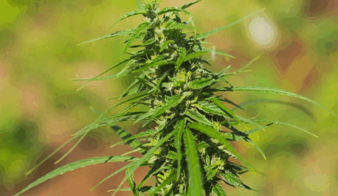 Recreational Cannabis Purchase Limits in California
