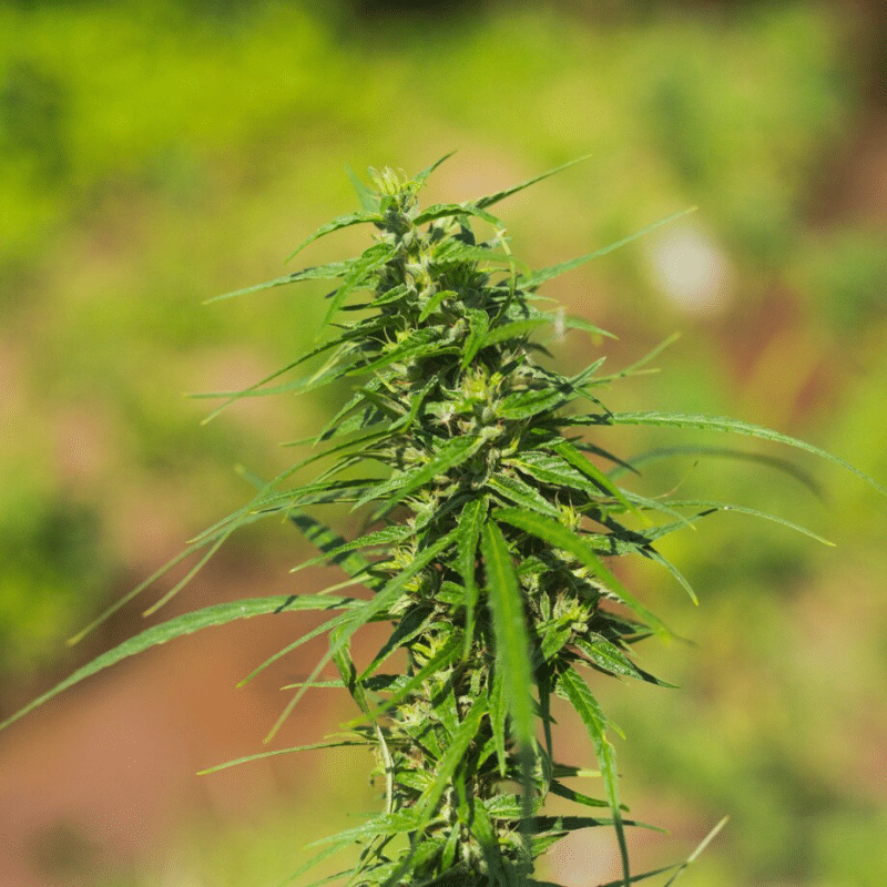 Stay Compliant: A Guide to Recreational Cannabis Purchase Limits in California