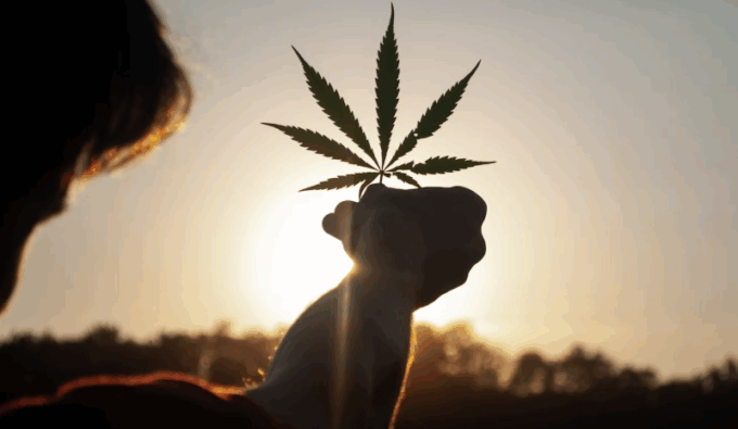 california cannabis market analysis