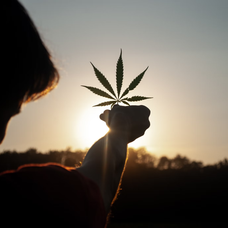 California Cannabis Debt: How to Avoid Financial Ruin