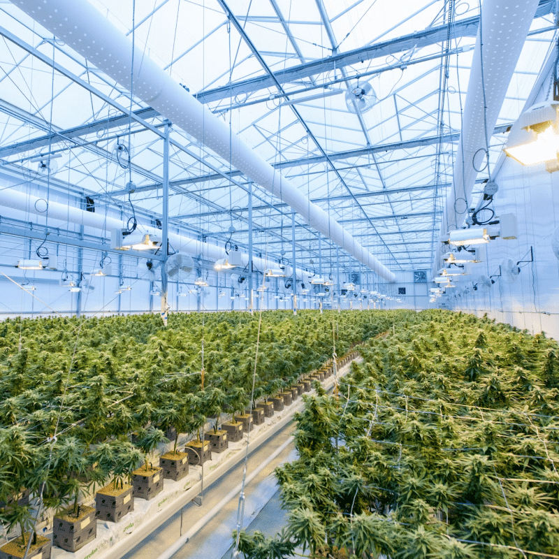 Cannabis Fintech: Financing Your CannaBusiness in California