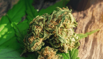 California cannabis