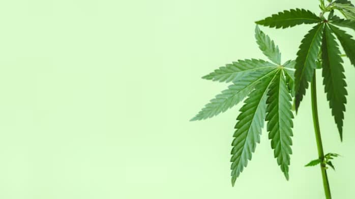 Is Cannabis Crop Insurance Mandatory in All States