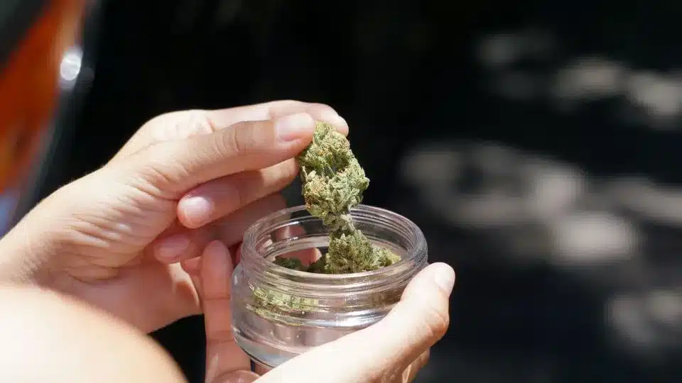 How to Choose the Right Cannabis Insurance Provider