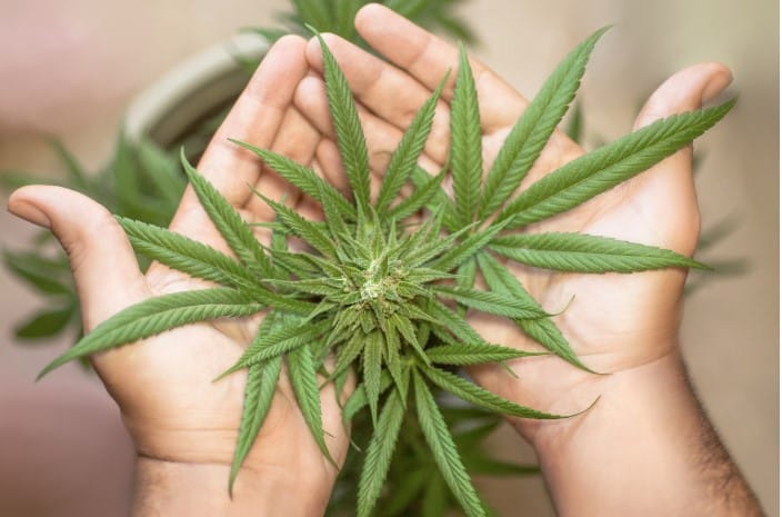What is Cannabis Insurance & Why Do You Need It