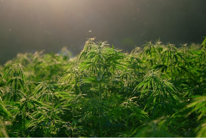 Why Every Cannabis Business Needs Insurance: Protecting Your Green Investment