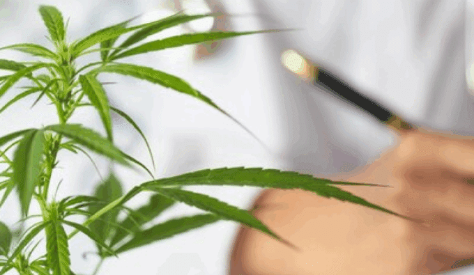 COA cannabis testing requirements