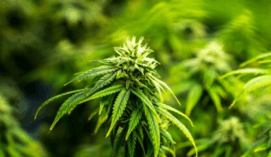 Cannabis Flood Insurance