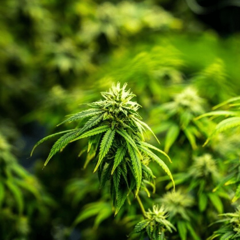 Do Cannabis Companies Need Flood Insurance?