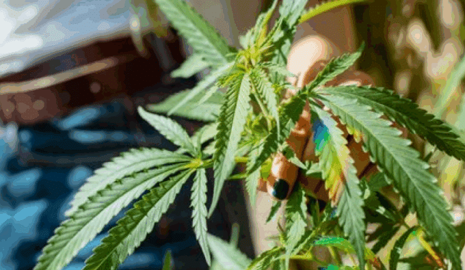 Hosting a Cannabis Event